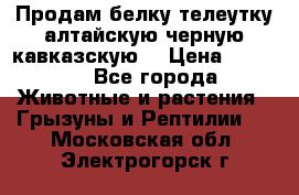 Продам белку телеутку алтайскую,черную кавказскую. › Цена ­ 5 000 - Все города Животные и растения » Грызуны и Рептилии   . Московская обл.,Электрогорск г.